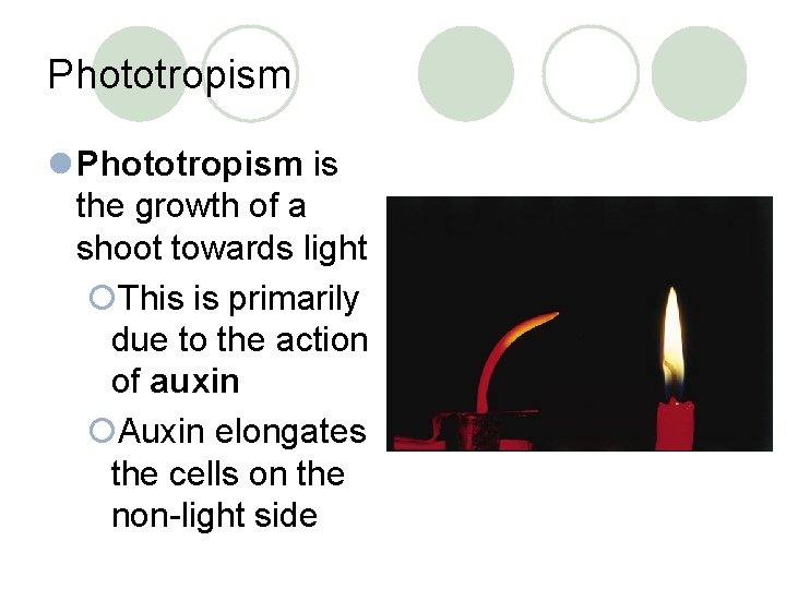 Phototropism l Phototropism is the growth of a shoot towards light ¡This is primarily