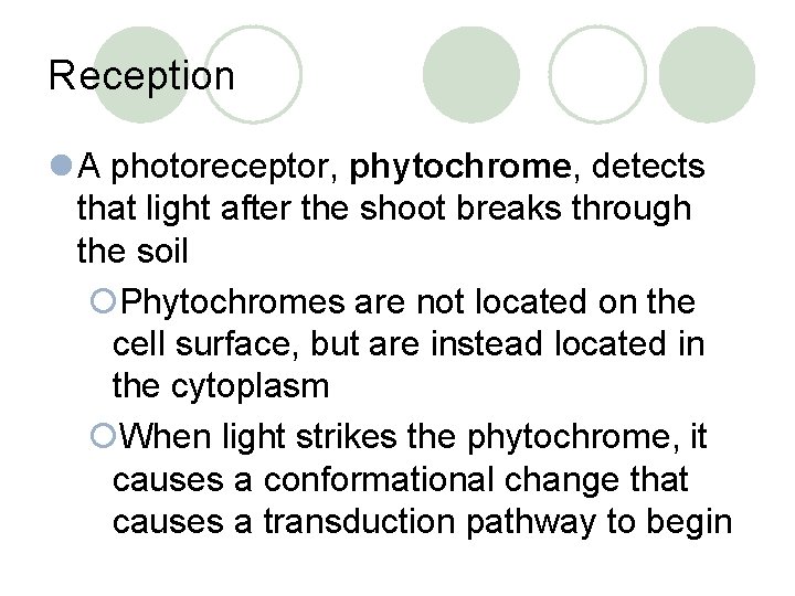 Reception l A photoreceptor, phytochrome, detects that light after the shoot breaks through the