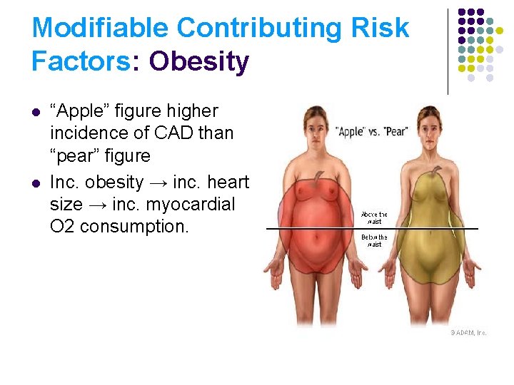 Modifiable Contributing Risk Factors: Obesity l l “Apple” figure higher incidence of CAD than