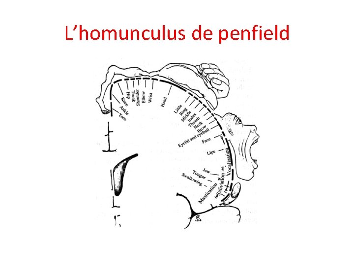 L’homunculus de penfield 