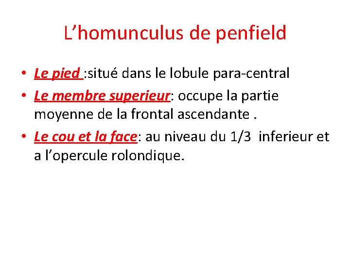L’homunculus de penfield • Le pied : situé dans le lobule para-central • Le
