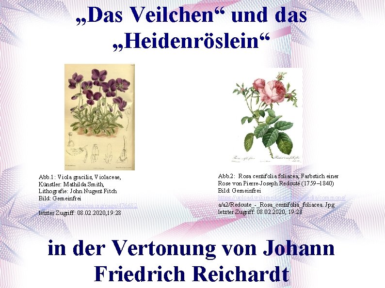 „Das Veilchen“ und das „Heidenröslein“ Abb. 1: Viola gracilis, Violaceae, Künstler: Mathilda Smith, Lithografie: