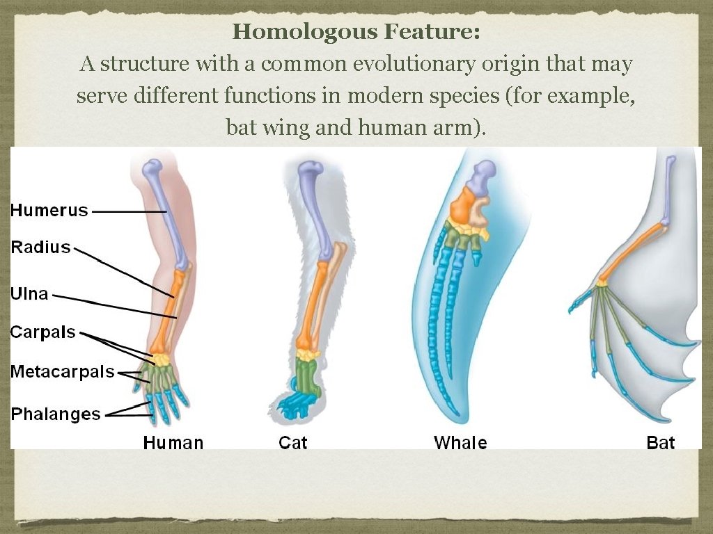 Homologous Feature: A structure with a common evolutionary origin that may serve different functions