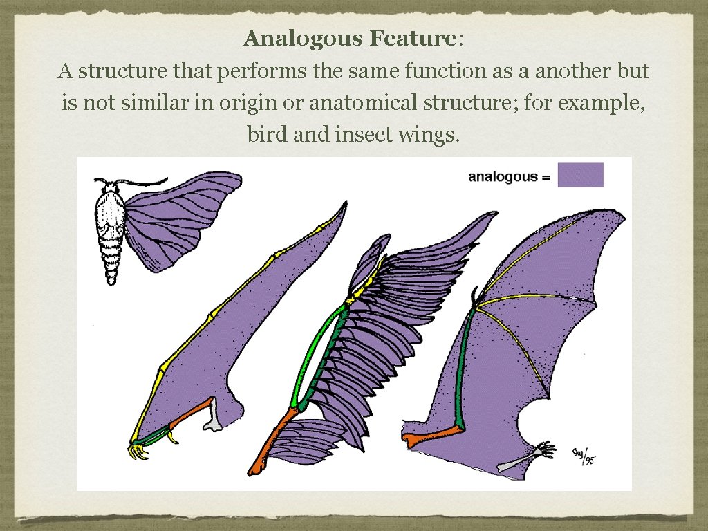 Analogous Feature: A structure that performs the same function as a another but is