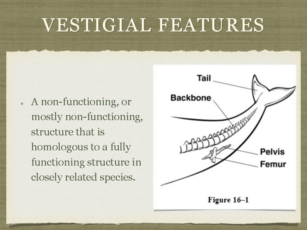 VESTIGIAL FEATURES A non-functioning, or mostly non-functioning, structure that is homologous to a fully