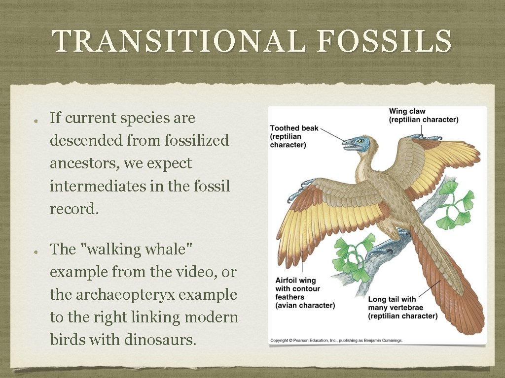 TRANSITIONAL FOSSILS If current species are descended from fossilized ancestors, we expect intermediates in