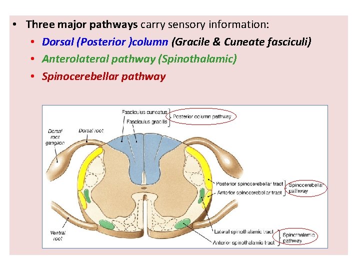  • Three major pathways carry sensory information: • Dorsal (Posterior )column (Gracile &