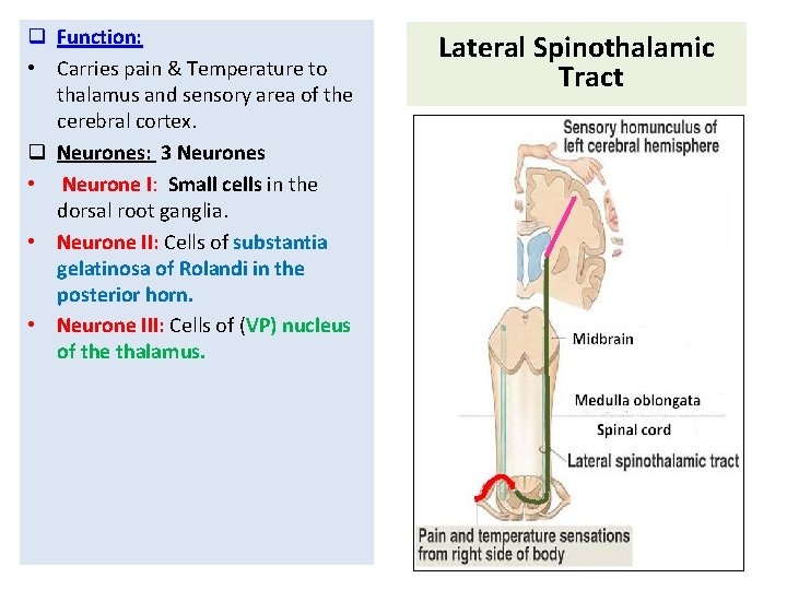 q Function: • Carries pain & Temperature to thalamus and sensory area of the