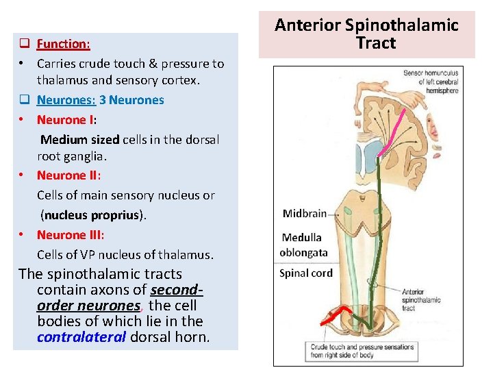 q Function: • Carries crude touch & pressure to thalamus and sensory cortex. q