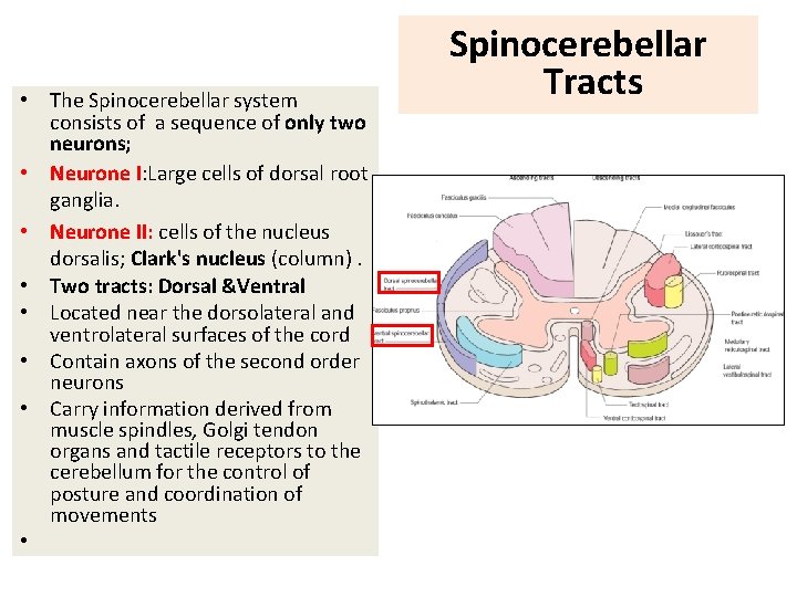  • The Spinocerebellar system consists of a sequence of only two neurons; •