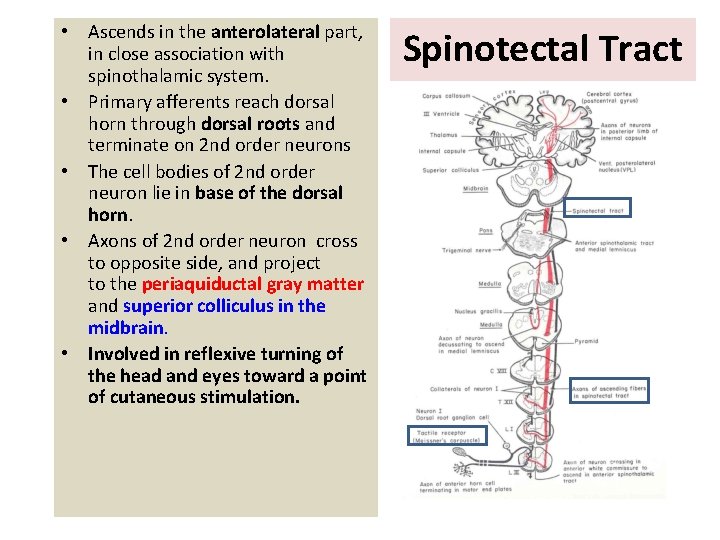  • Ascends in the anterolateral part, in close association with spinothalamic system. •