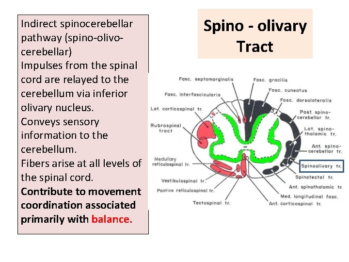 Indirect spinocerebellar pathway (spino-olivocerebellar) Impulses from the spinal cord are relayed to the cerebellum