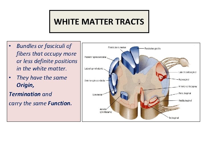 WHITE MATTER TRACTS • Bundles or fasciculi of fibers that occupy more or less