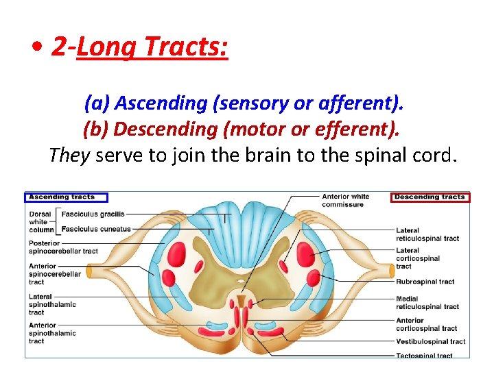  • 2 -Long Tracts: (a) Ascending (sensory or afferent). (b) Descending (motor or