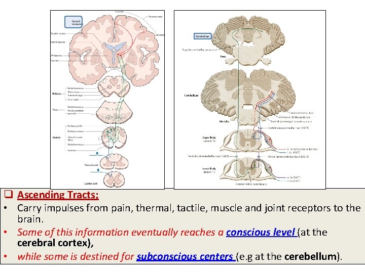 q Ascending Tracts; • Carry impulses from pain, thermal, tactile, muscle and joint receptors