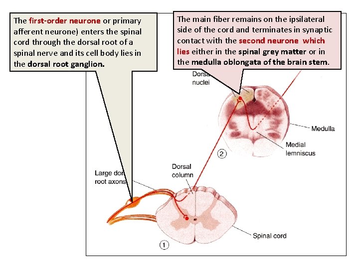 The first-order neurone or primary afferent neurone) enters the spinal cord through the dorsal