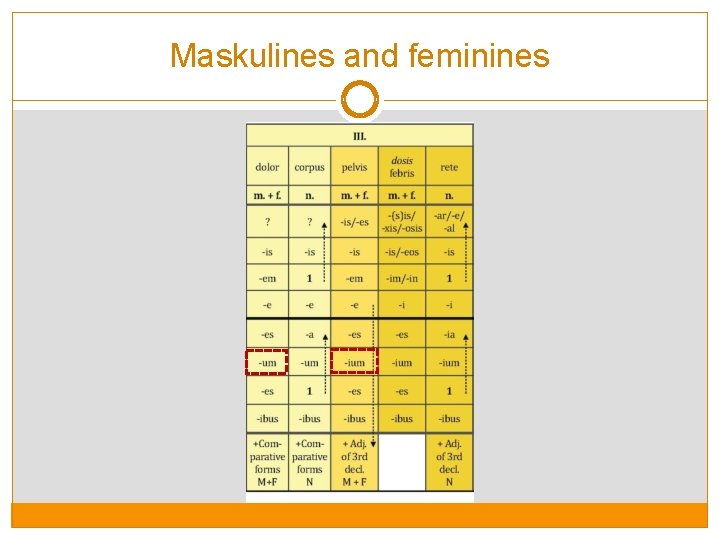 Maskulines and feminines 