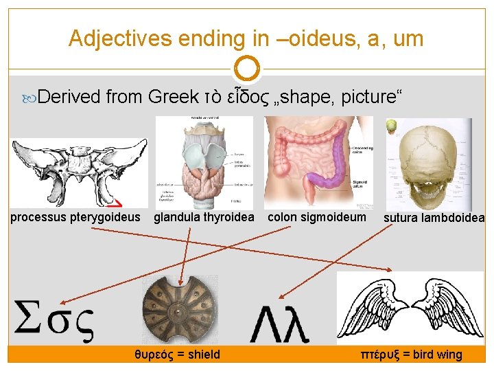 Adjectives ending in –oideus, a, um Derived from Greek τὸ εἶδος „shape, picture“ processus