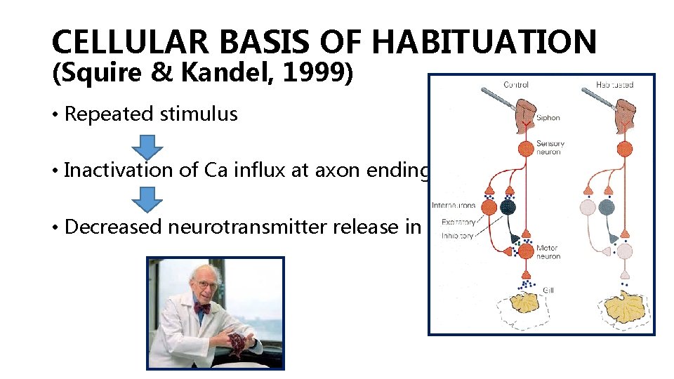 CELLULAR BASIS OF HABITUATION (Squire & Kandel, 1999) • Repeated stimulus • Inactivation of CELLULAR BASIS OF HABITUATION (Squire & Kandel, 1999) • Repeated stimulus • Inactivation of