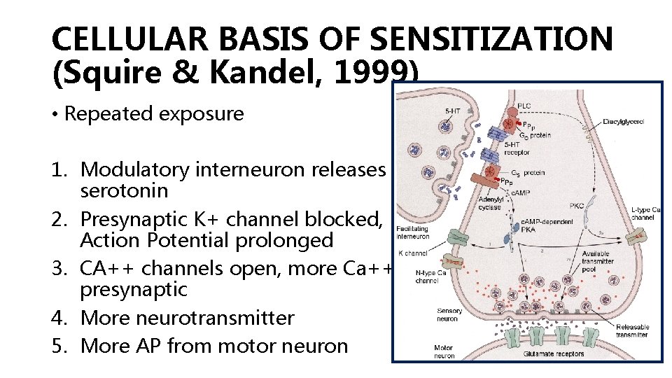 CELLULAR BASIS OF SENSITIZATION (Squire & Kandel, 1999) • Repeated exposure 1. Modulatory interneuron CELLULAR BASIS OF SENSITIZATION (Squire & Kandel, 1999) • Repeated exposure 1. Modulatory interneuron
