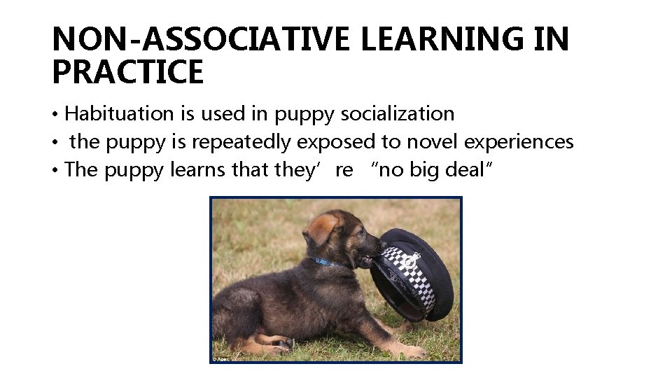 NON-ASSOCIATIVE LEARNING IN PRACTICE • Habituation is used in puppy socialization • the puppy NON-ASSOCIATIVE LEARNING IN PRACTICE • Habituation is used in puppy socialization • the puppy