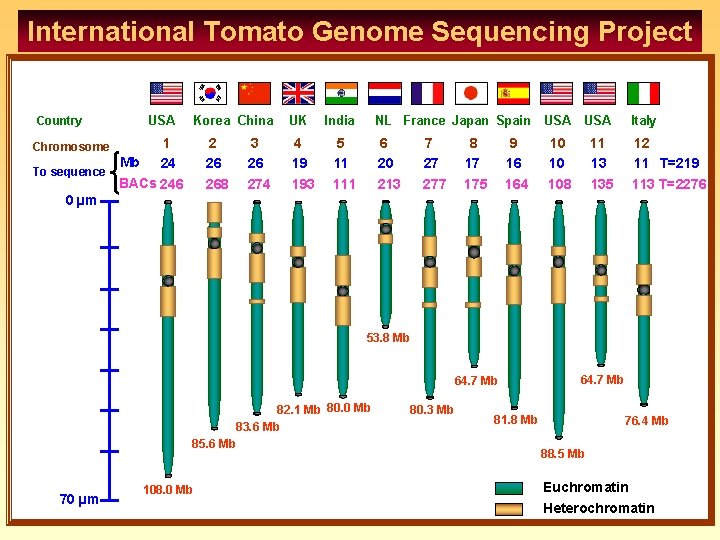 International Tomato Genome Sequencing Project Country USA Korea China 1 Mb 24 To sequence