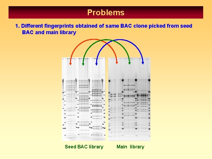 Problems 1. Different fingerprints obtained of same BAC clone picked from seed BAC and
