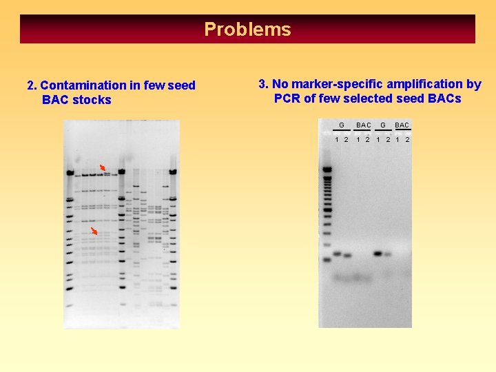Problems 2. Contamination in few seed BAC stocks 3. No marker-specific amplification by PCR