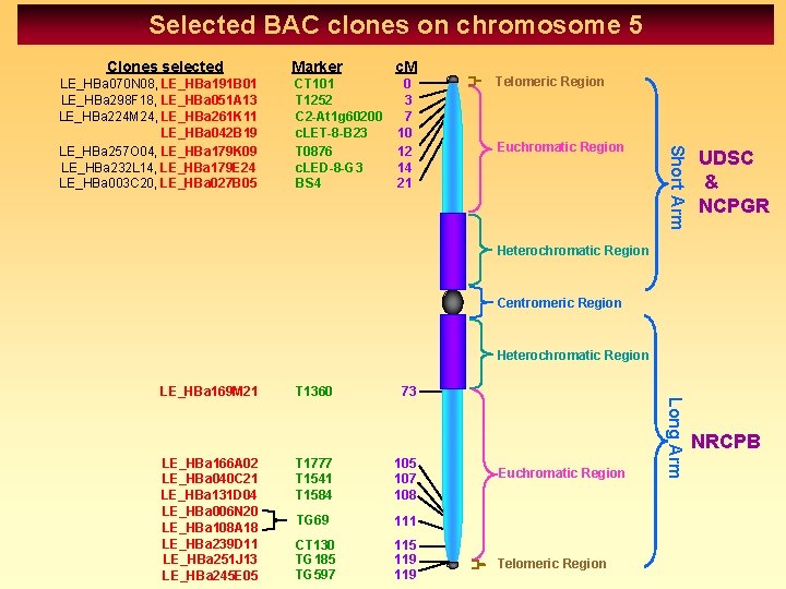 Selected BAC clones on chromosome 5 Clones selected c. M CT 101 T 1252