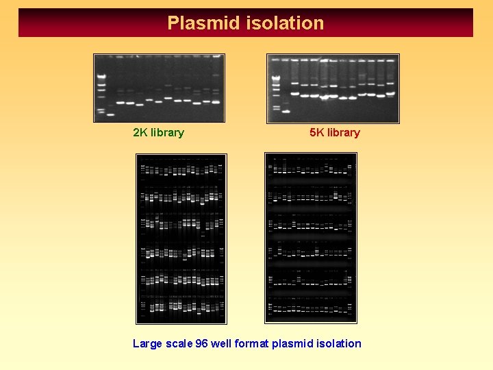 Plasmid isolation 2 K library 5 K library Large scale 96 well format plasmid