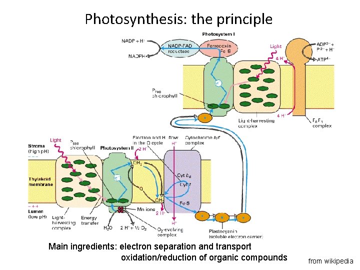 Photosynthesis: the principle Main ingredients: electron separation and transport oxidation/reduction of organic compounds from