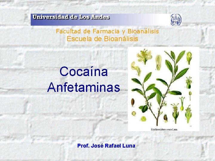 Facultad de Farmacia y Bioanálisis Escuela de Bioanálisis Cocaína Anfetaminas Prof. José Rafael Luna