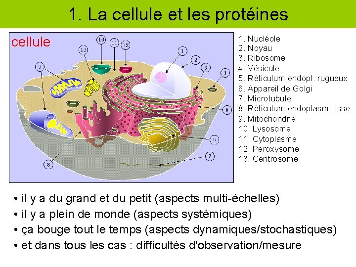 1. La cellule et les protéines cellule 1. Nucléole 2. Noyau 3. Ribosome 4.