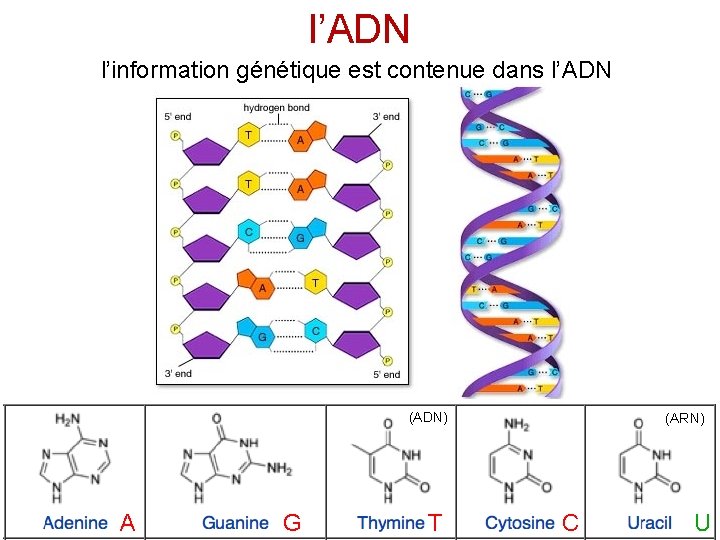 l’ADN l’information génétique est contenue dans l’ADN (ADN) (ARN) A G T C U