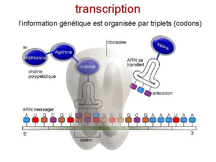 transcription l’information génétique est organisée par triplets (codons) 