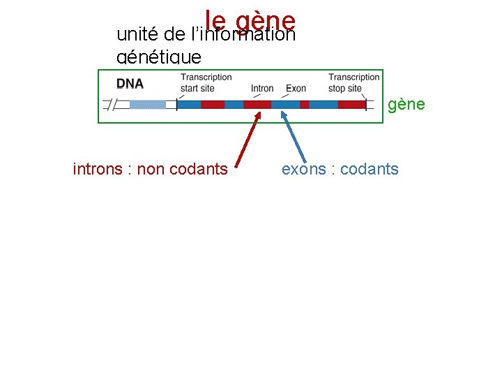 le gène unité de l’information génétique gène introns : non codants exons : codants
