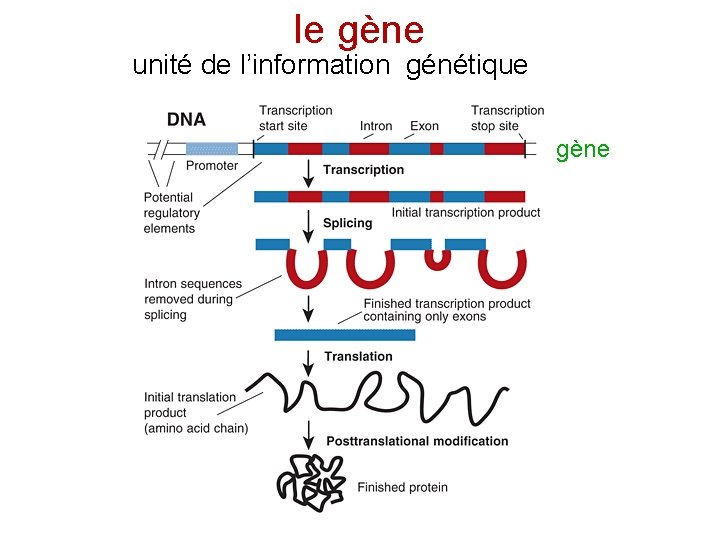le gène unité de l’information génétique gène 