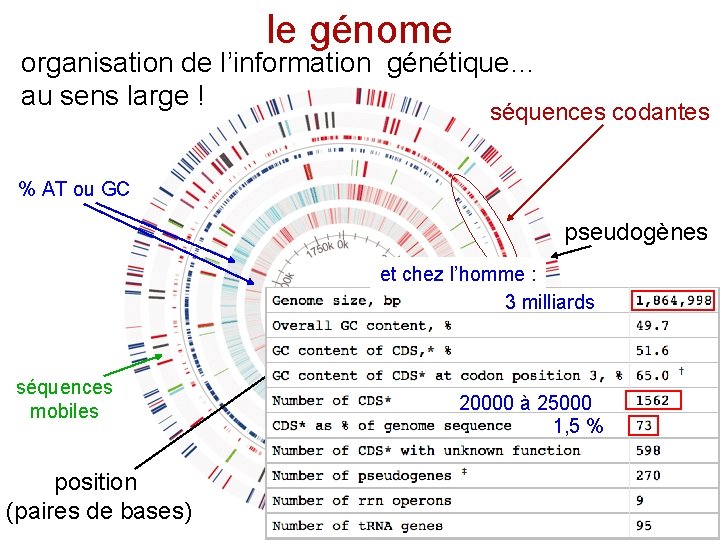 le génome organisation de l’information génétique… au sens large ! séquences codantes % AT