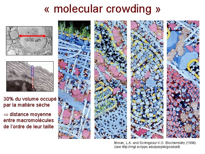  « molecular crowding » 10 -30 m 30% du volume occupé par la