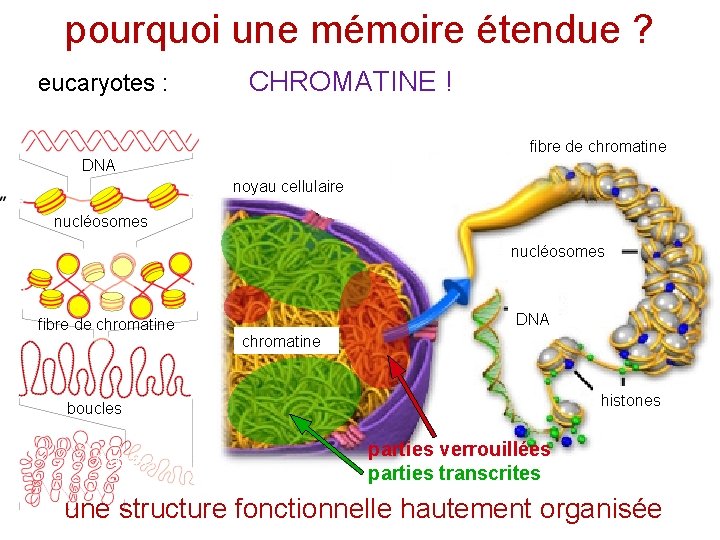 pourquoi une mémoire étendue ? eucaryotes : CHROMATINE ! fibre de chromatine DNA noyau