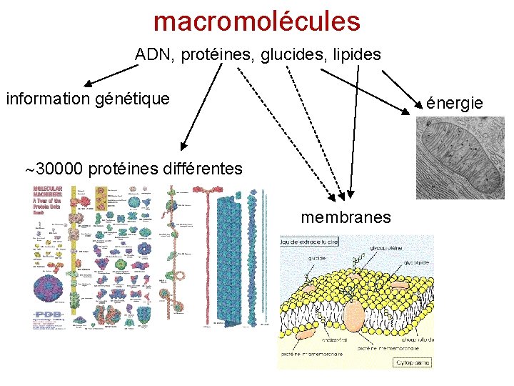 macromolécules ADN, protéines, glucides, lipides information génétique énergie 30000 protéines différentes membranes 