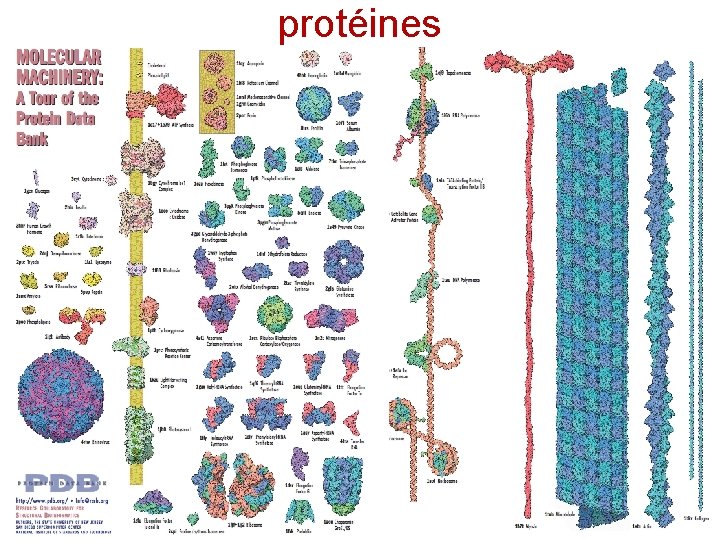 protéines 