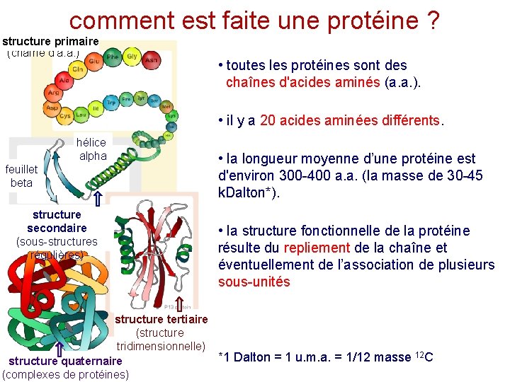 comment est faite une protéine ? structure primaire (chaîne d’a. a. ) • toutes