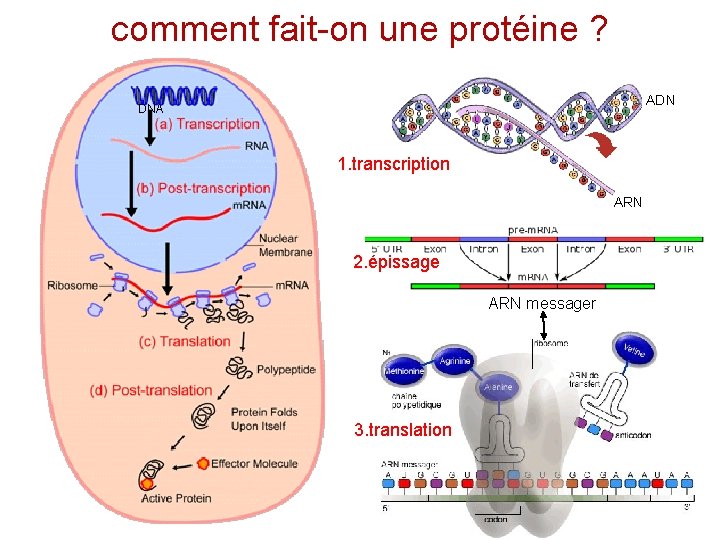 comment fait-on une protéine ? ADN DNA 1. transcription ARN 2. épissage ARN messager