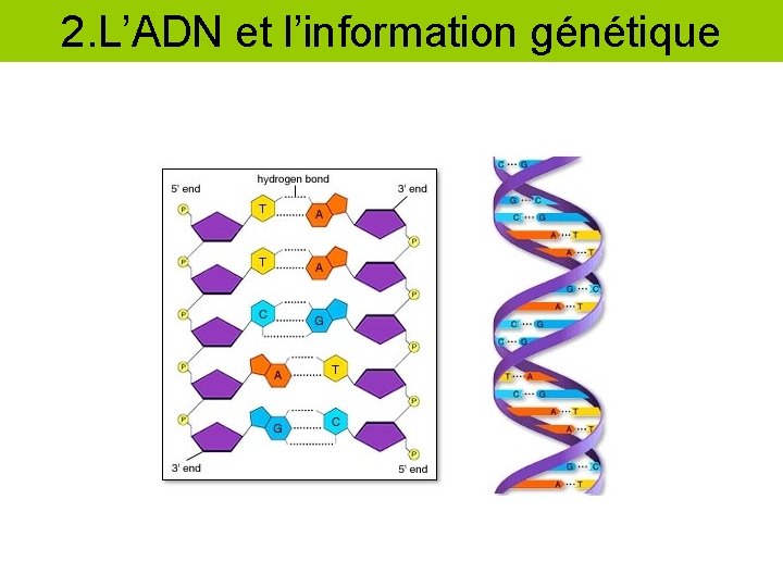 2. L’ADN et l’information génétique 