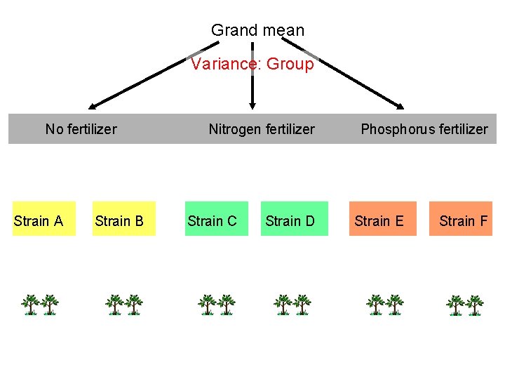 Grand mean Variance: Group No fertilizer Strain A Strain B Nitrogen fertilizer Strain C