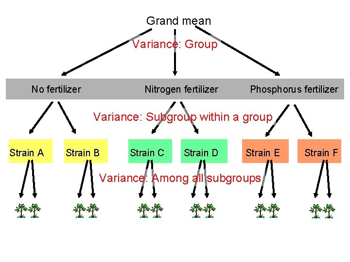 Grand mean Variance: Group No fertilizer Nitrogen fertilizer Phosphorus fertilizer Variance: Subgroup within a