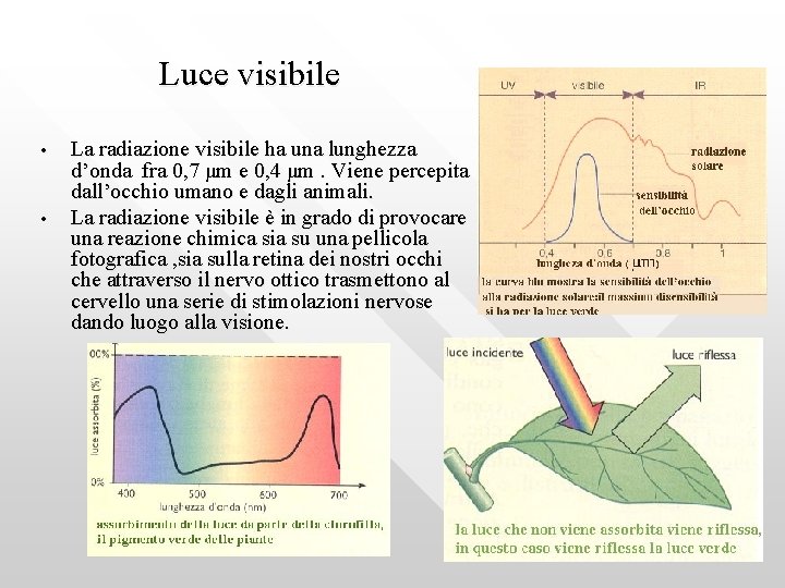 Luce visibile • • La radiazione visibile ha una lunghezza d’onda fra 0, 7