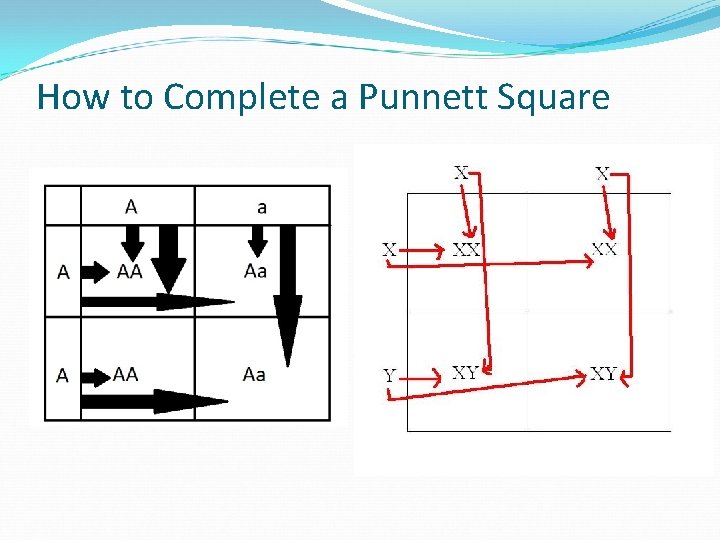 How to Complete a Punnett Square 