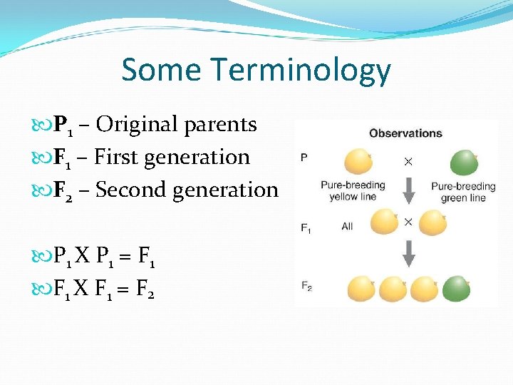 Some Terminology P 1 – Original parents F 1 – First generation F 2